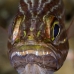 cardinalfish_tiger_khy_lan_v_0103_tha0264.jpg